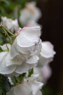 Güney Alman şehri Schwabisch Gmund 'da yağmur damlalı ıslak güller