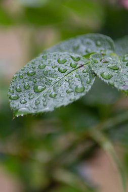 Güney Alman şehri Schwabisch Gmund 'da yağmur damlalı ıslak güller