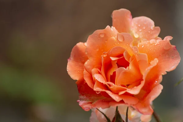 Rosas Húmedas Con Gotas Lluvia Sur Alemania Schwabisch Gmund — Foto de Stock