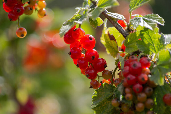 Ripe red currants close-up  in the garden as background in south german cottage garden