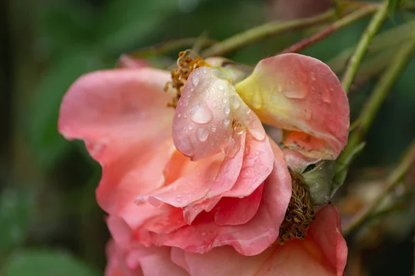 Rosas Húmedas Con Gotas Lluvia Sur Alemania Schwabisch Gmund — Foto de Stock