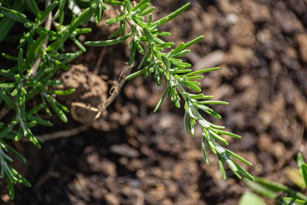 Fresh Rosemary Herb in a cottage garden outdoor growing in south germany summertimce
