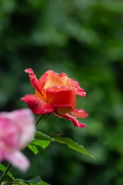 Rosas Húmedas Con Gotas Lluvia Sur Alemania Schwabisch Gmund — Foto de Stock