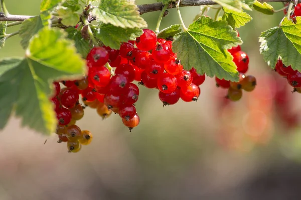 Ripe Red Currants Close Garden Background South German Cottage Garden — Stock Photo, Image