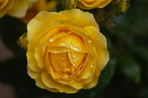 Rosas Húmedas Con Gotas Lluvia Sur Alemania Schwabisch Gmund —  Fotos de Stock