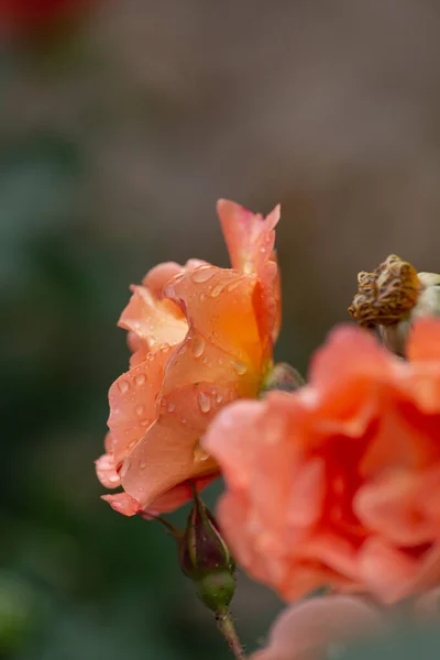 Nasse Rosen Mit Regentropfen Schwäbisch Gmund — Stockfoto