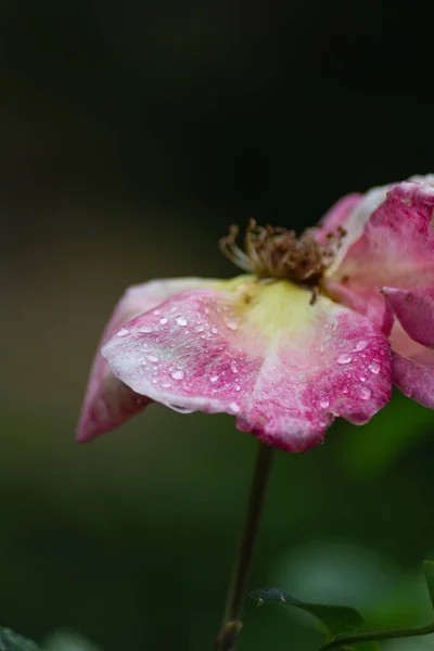 게르만 바비치 빗방울이 떨어지는 장미꽃 — 스톡 사진