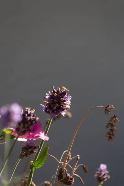 Barevné Květy Časném Ranním Slunci Letním Ránu — Stock fotografie