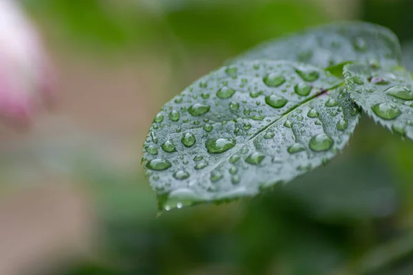 Wet Roses Rain Drops South German City Schwabisch Gmund — Stock Photo, Image