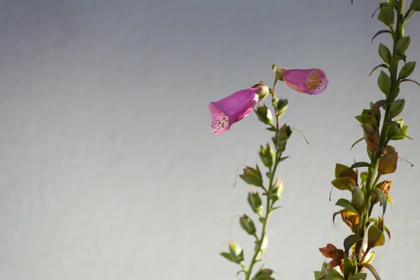 Flores Coloridas Início Sol Moring Manhã Verão — Fotografia de Stock