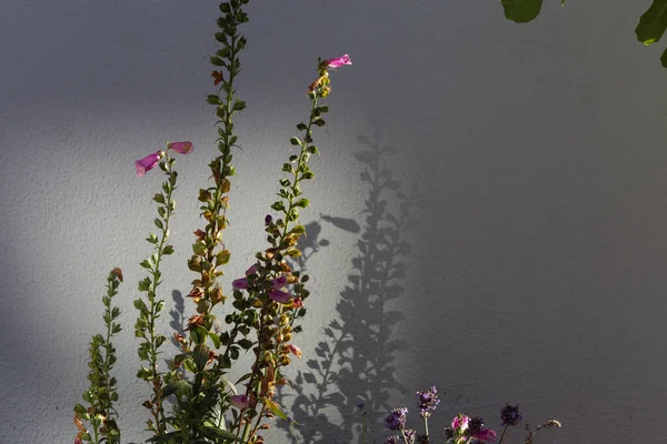 Flores Coloridas Início Sol Moring Manhã Verão — Fotografia de Stock