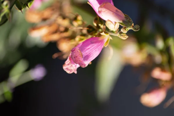 Barevné Květy Časném Ranním Slunci Letním Ránu — Stock fotografie
