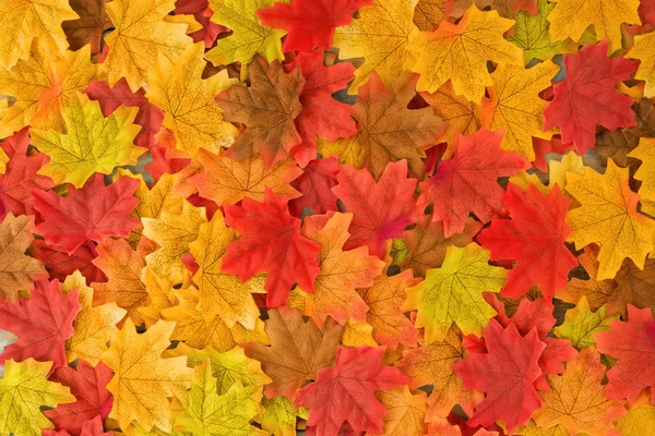 Hermoso Arce Otoño Hojas Fondo Naturaleza Temporada Otoño — Foto de Stock