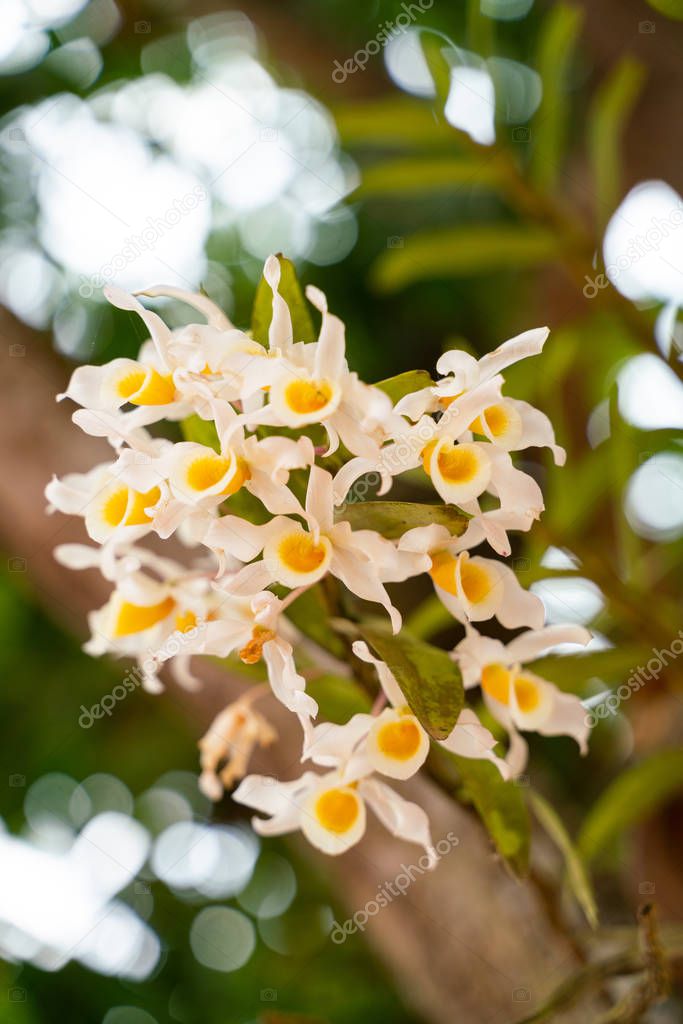 Yellow - white Orchids 