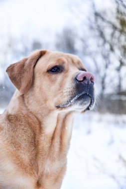 Labrador Retriever , kış saati