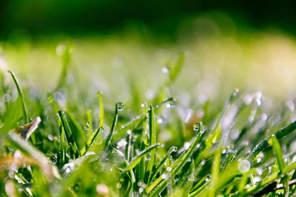 Green Grass Dew — Stock Photo, Image