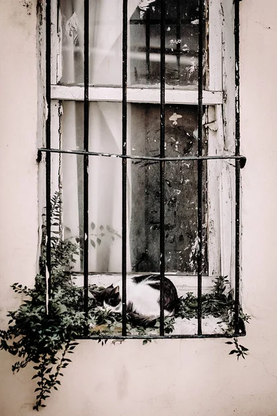Sleeping black and white cat on the old window with iron bars and white wal