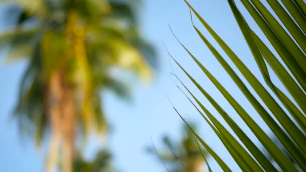 Palmeras de coco coronas contra azul cielo soleado perspectiva vista desde el suelo . — Vídeo de stock