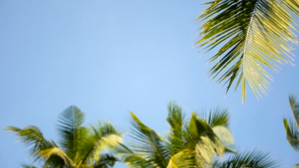 Cocotiers couronnes contre ciel bleu ensoleillé vue perspective du sol . — Video