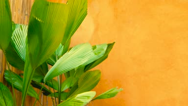 Yeşil sulu tropikal bitki örtüsü. Çiçek bahar ya da yaz arka plan.