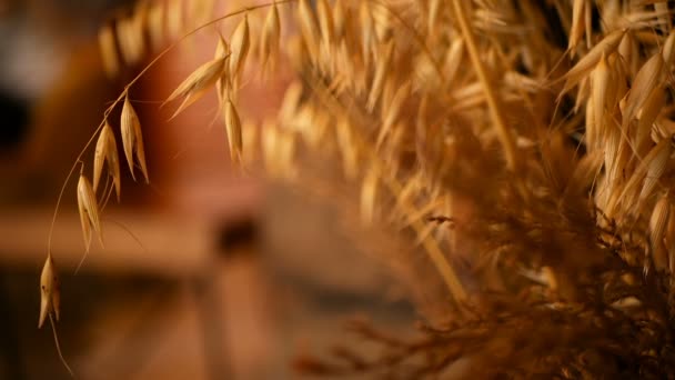 Colocación de orejas de naturalezas muertas para el fondo. Ramo de espigas de oro seco de cereales . — Vídeos de Stock