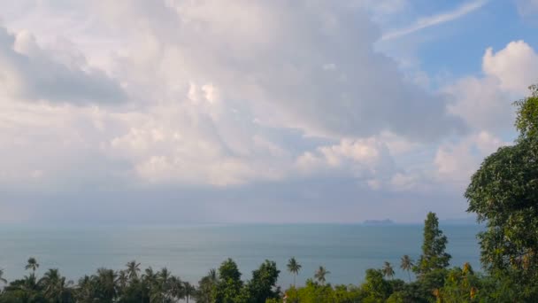 异国情调的椰子树在风中移动。热带海风景。田园天堂岛海滩. — 图库视频影像