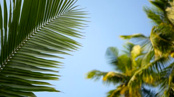 Palmeras de coco coronas contra azul cielo soleado perspectiva vista desde el suelo . — Vídeos de Stock