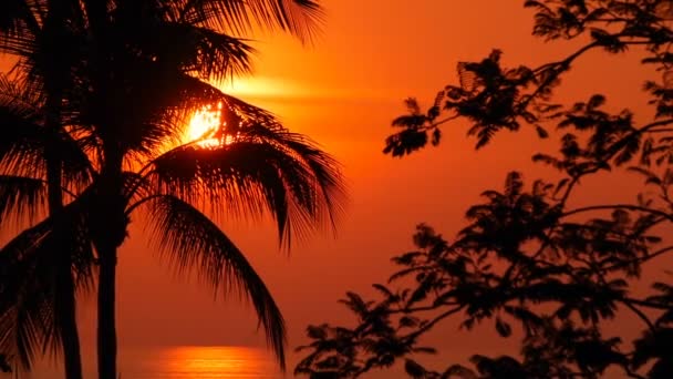 Siluetas de palmeras en la playa tropical a la hora del atardecer. Árboles exóticos y gran sol naranja . — Vídeos de Stock