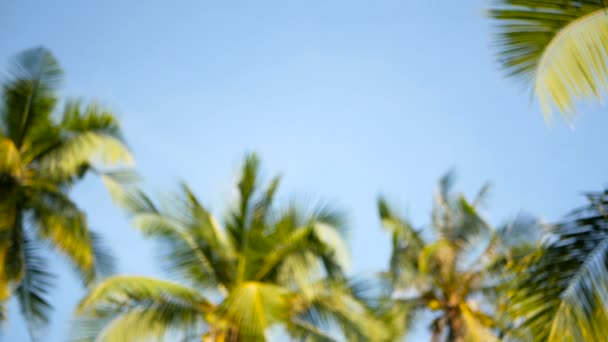 Kókusz pálmafák koronák ellen kék napos ég perspektivikus nézetet a földről. — Stock videók