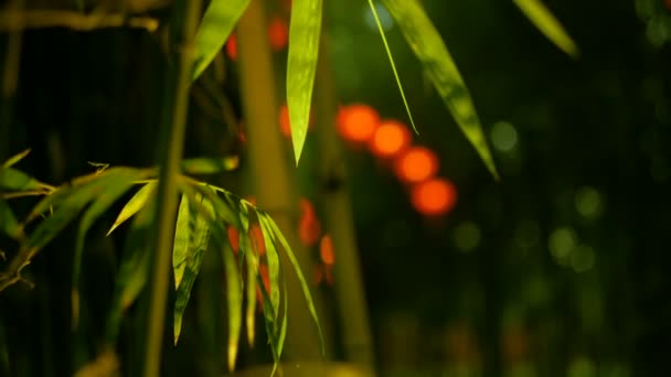 Linhas de lanternas vermelhas de estilo chinês tradicional penduradas no arco do túnel da árvore de bambu . — Vídeo de Stock