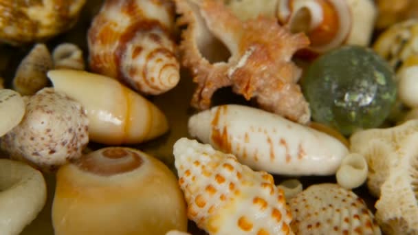 Різні змішані барвисті черепашки як фон. Різні корали, морські молюски та гребінці . — стокове відео