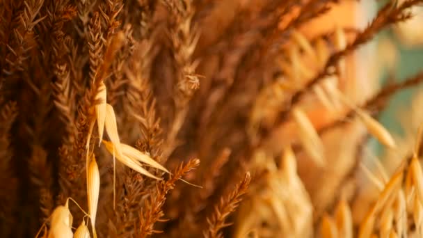 背景の静物耳のクローズ アップ。穀物の乾燥の金スパイクから花束. — ストック動画