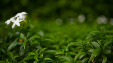 Beyaz çiçekler veya Gerdenia krep Yasemin, Gardenya jasminoides, arka plan kadar yakın.