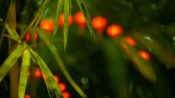 Righe di lanterne rosse in stile tradizionale cinese appese all'arco del tunnel di bambù . — Video Stock