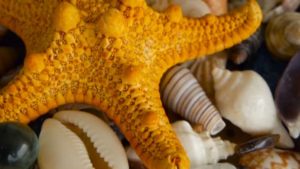 Diverse conchiglie colorate miste come sfondo. Vari coralli, molluschi marini e gusci di capesante . — Video Stock