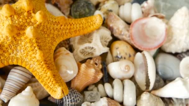 Different mixed colorful seashells as background. Various corals, marine mollusk and scallop shells. — Stock Video