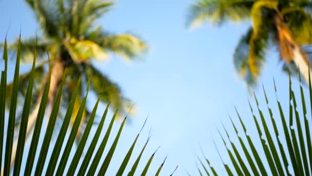 Cocotiers couronnes contre ciel bleu ensoleillé vue perspective du sol . — Video