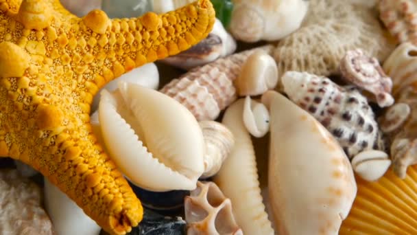 Diverse conchiglie colorate miste come sfondo. Vari coralli, molluschi marini e gusci di capesante . — Video Stock