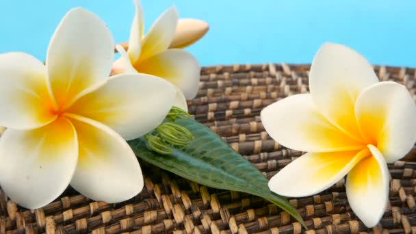 Fresco blanco frangipani plumeria tropical exótico flores sobre azul piscina agua — Vídeos de Stock
