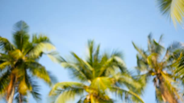 Kokosové palmy koruny proti modrému slunečnému nebi s výhledem ze země. Tropické cestování pozadí krajina na pobřeží ráje. Letní pláž příroda scéna se zelenými listy houpat ve větru