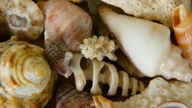 Arka plan olarak farklı karışık renkli kabukları. Çeşitli mercanlar, deniz yumuşakça ve midye kabukları.