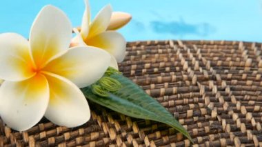 Taze beyaz frangipani plumeria tropikal egzotik çiçek mavi yüzme havuzu su üzerinde