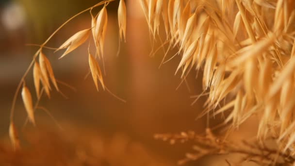 背景的静止的耳朵的特写。谷物干金穗的花束. — 图库视频影像