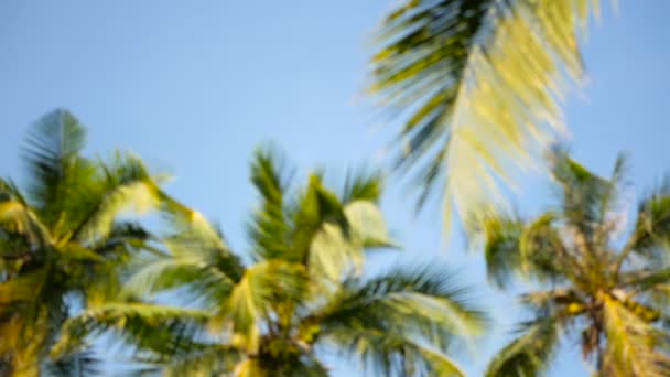 Palmeras de coco coronas contra azul cielo soleado perspectiva vista desde el suelo . — Vídeo de stock