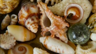Arka plan olarak farklı karışık renkli kabukları. Çeşitli mercanlar, deniz yumuşakça ve midye kabukları.