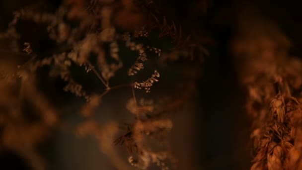 背景的静止的耳朵的特写。谷物干金穗的花束. — 图库视频影像