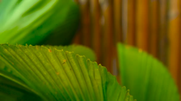Zielony soczysty tropikalny liści. Kwiatowy wiosną lub latem w tle. — Wideo stockowe