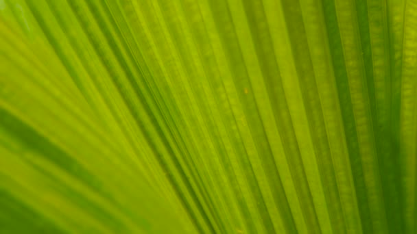 緑のジューシーな熱帯群葉。花春または夏の背景. — ストック動画