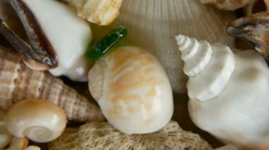 Arka plan olarak farklı karışık renkli kabukları. Çeşitli mercanlar, deniz yumuşakça ve midye kabukları.