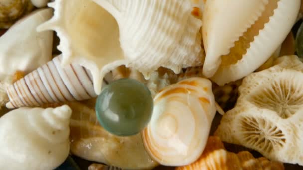 Διαφορετικές μικτή πολύχρωμα κοχύλια ως φόντο. Διάφορα κοράλλια, θαλάσσια μαλάκια και όστρακα χτένια. — Αρχείο Βίντεο